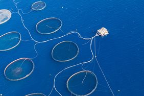 Aerial top view of a fish farm.