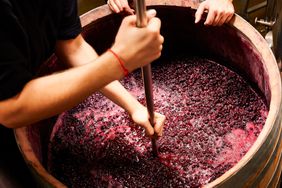 Winery workers treading red wine