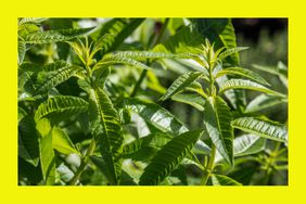 lemon verbena plant or Aloysia citrodora bush in aromatic gardens in natural sunny daylight