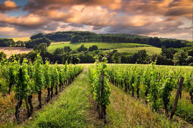 Vineyards. Bordeaux, France